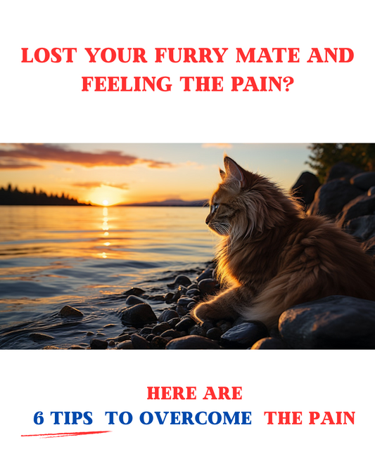 A Feline Farewell: Honoring the Legacy of Our Beloved Cat