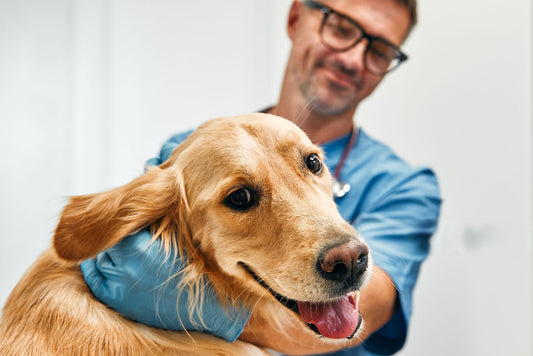 10 Essential Tips to Keep Your Pet Healthy: A Headstones4pet Guide