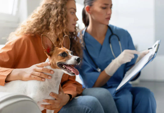 10 Daily Pet Care Habits That Improve Well-Being | Expert Guide 2025