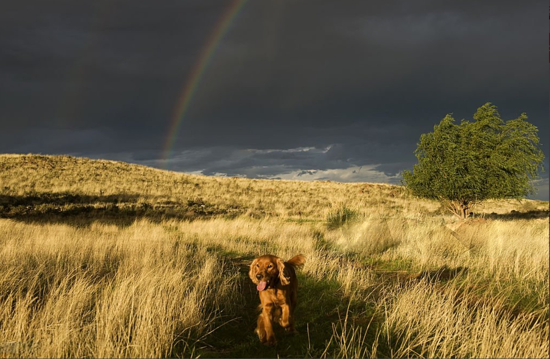 The Rainbow Bridge: A Heartfelt Poem for Dog Lovers
